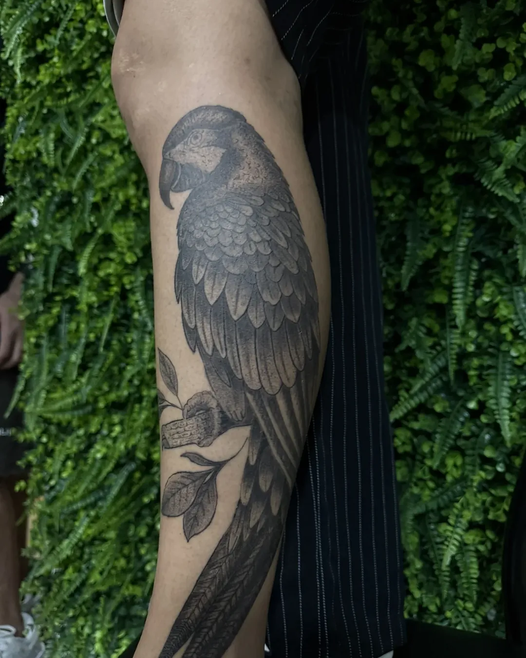 Arara realista tatuada na panturrilha, trabalho da aluna Açucena na The VOID